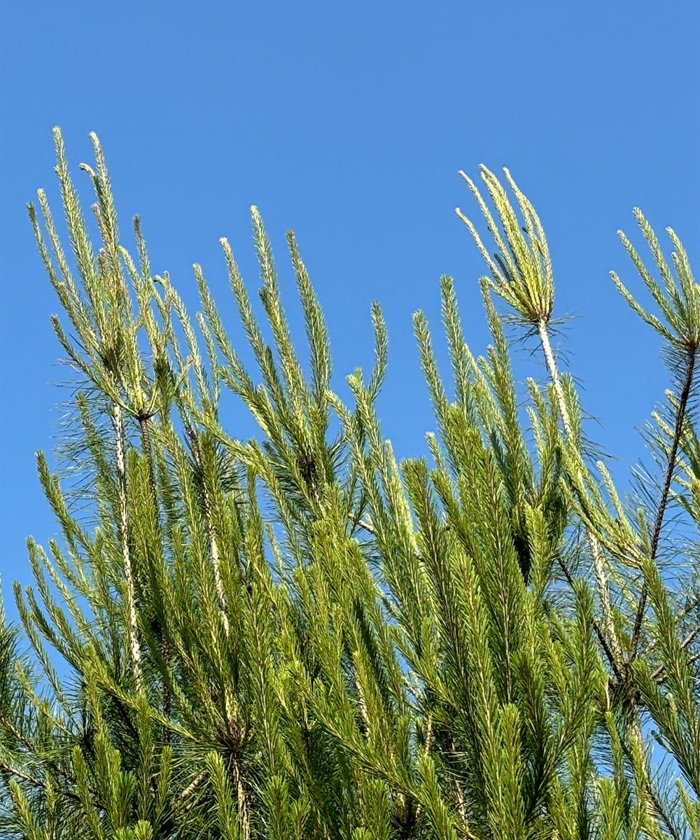 Pine Needle & Black Tea