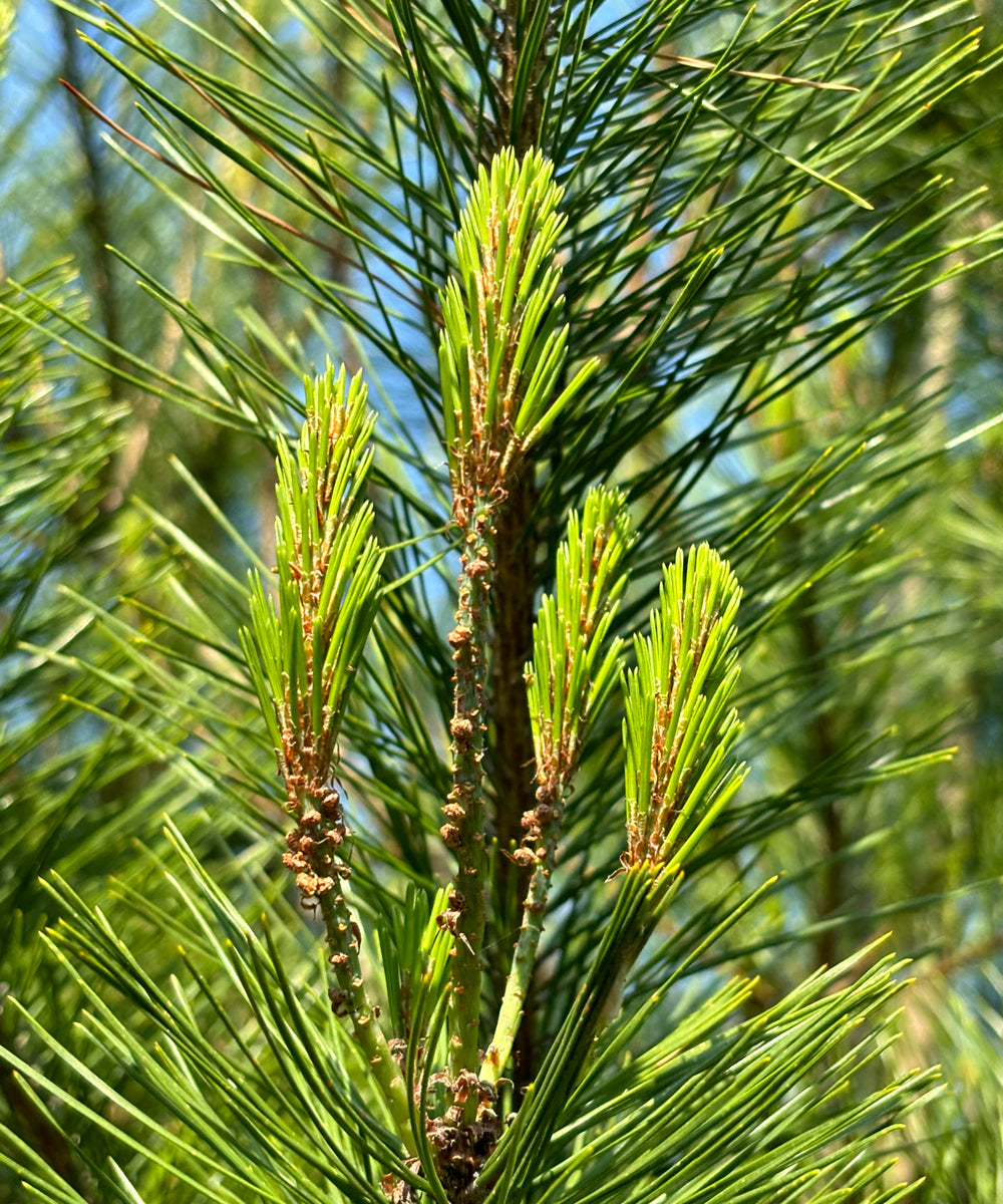 Pine Needle & Black Tea