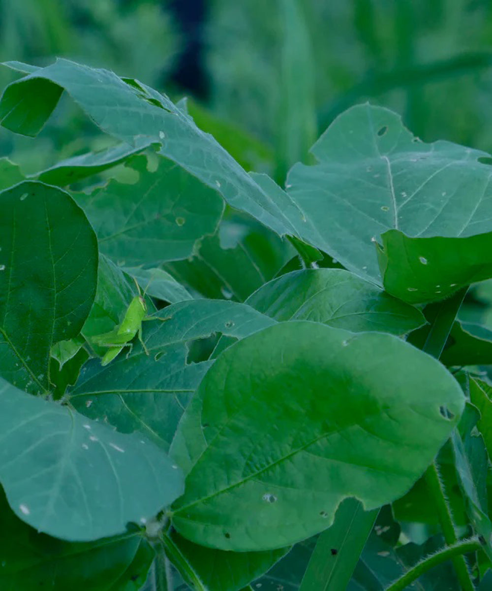 Organic Soybean Oil No.2